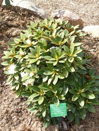 Rhododendron aganniphum