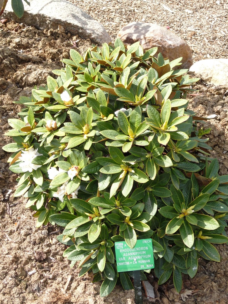 Rhododendron aganniphum
