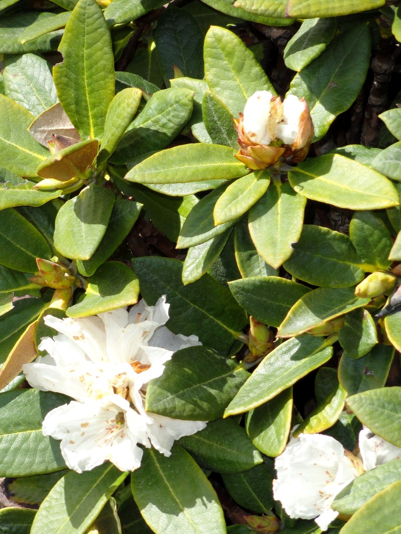 Rhododendron aganniphum photo 2