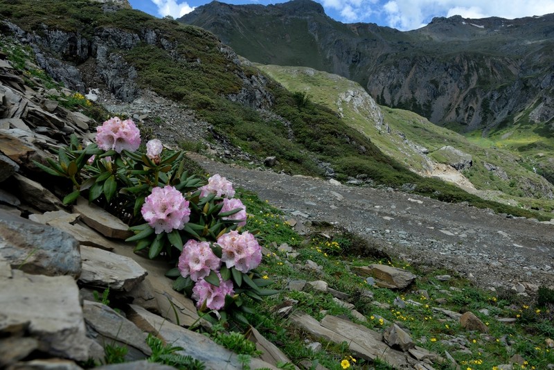 Rhododendron aganniphum photo 3