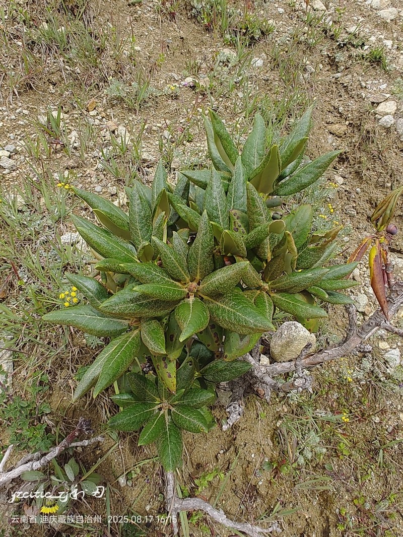 Rhododendron aganniphum photo 4