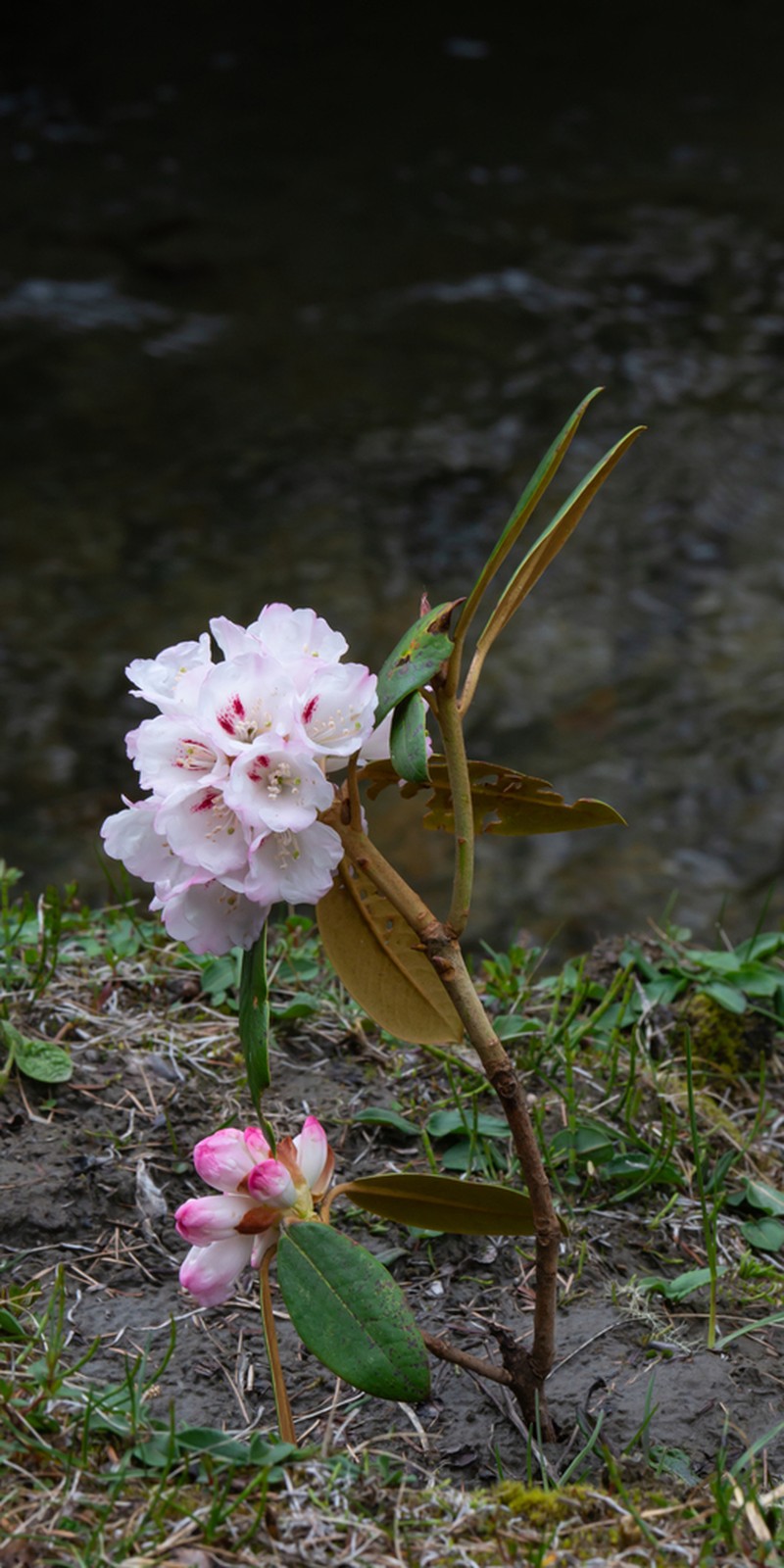 Rhododendron aganniphum photo 5