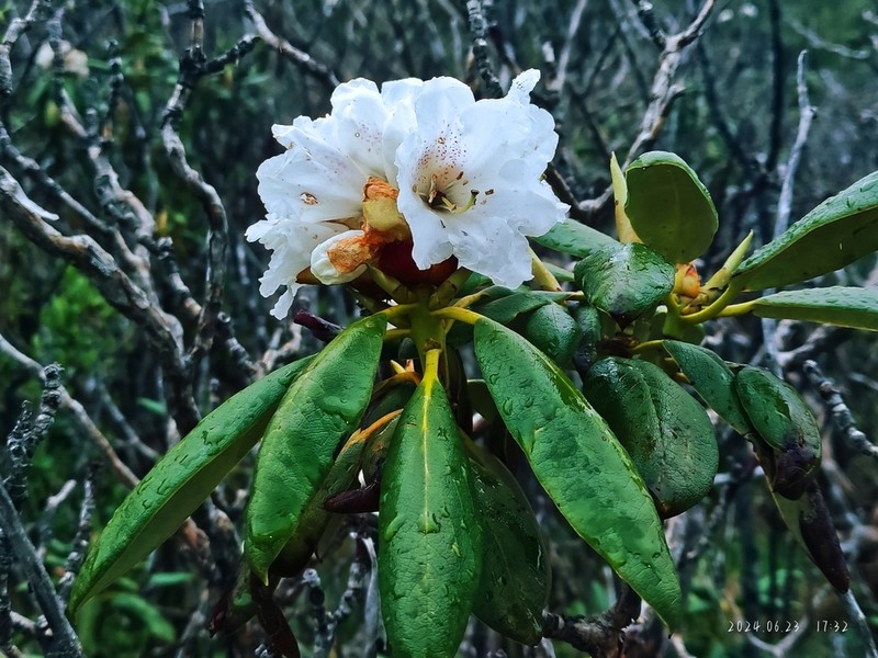 Rhododendron aganniphum photo 6