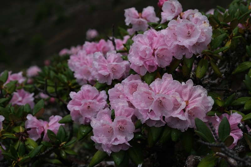 Rhododendron aganniphum photo 7