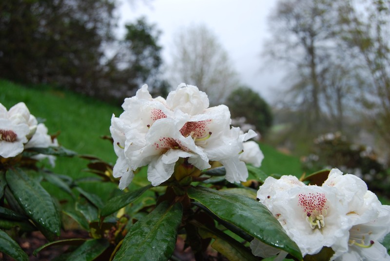 Rhododendron aganniphum var. aganniphum