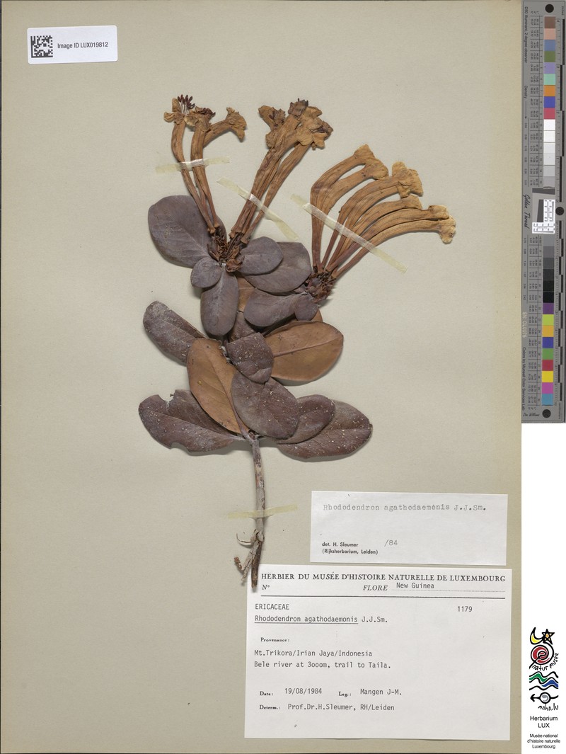 Rhododendron agathodaemonis