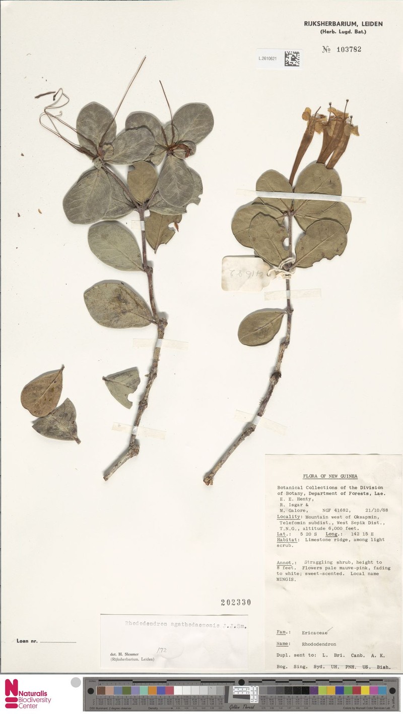 Rhododendron agathodaemonis photo 3