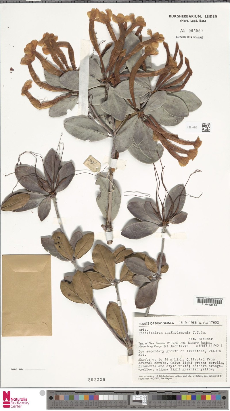 Rhododendron agathodaemonis photo 4