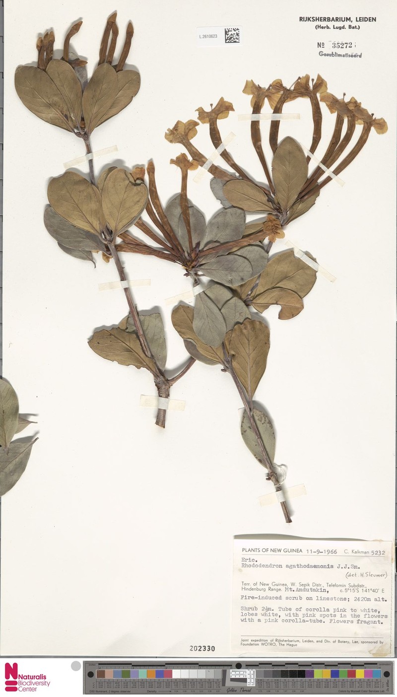 Rhododendron agathodaemonis photo 5