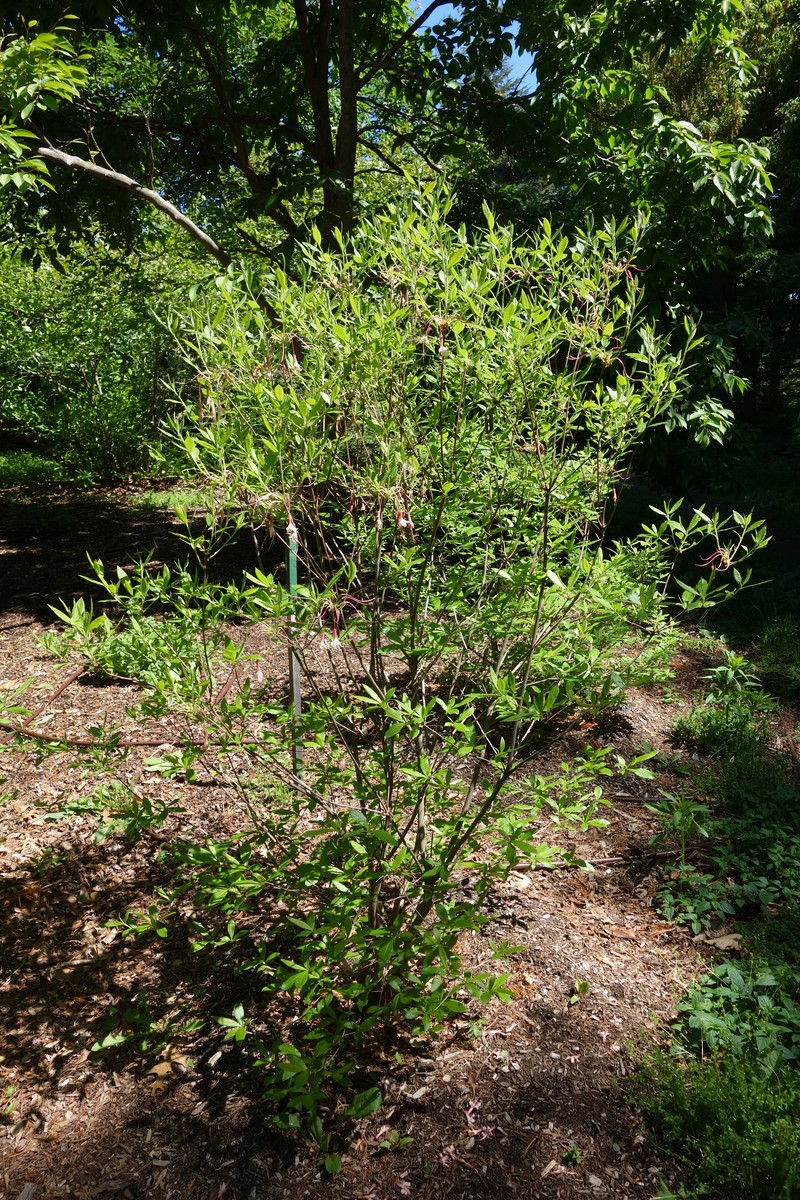 Alabama Azalea photo 2