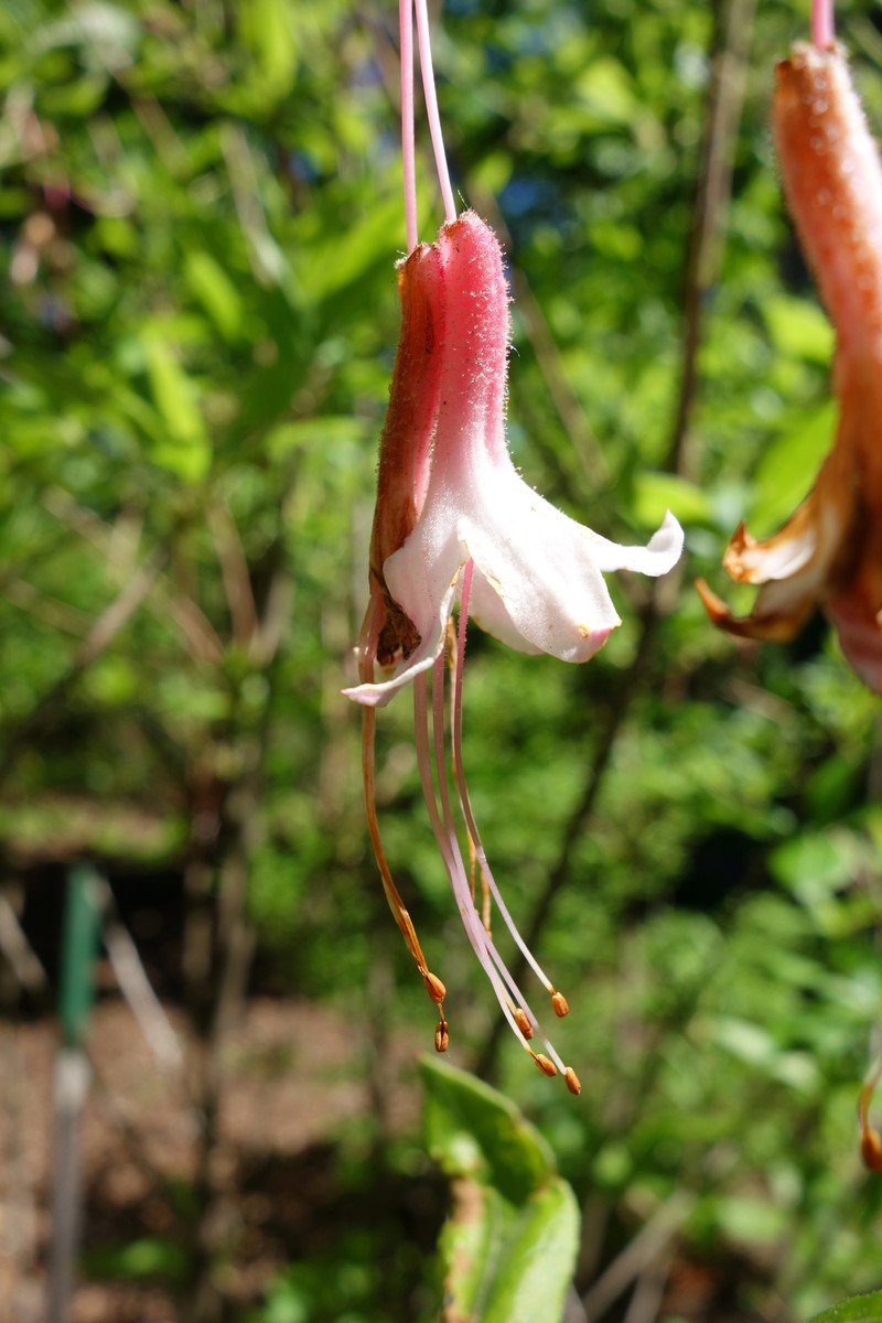 Alabama Azalea photo 3