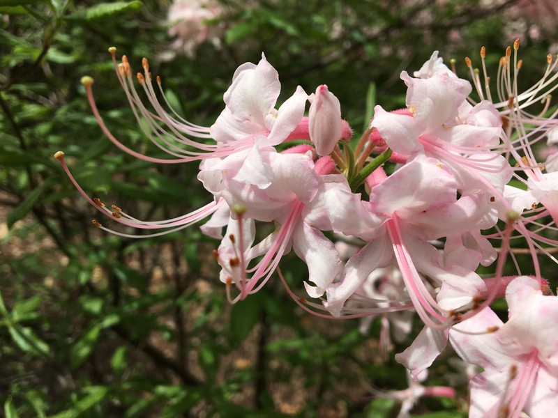 Alabama Azalea photo 5