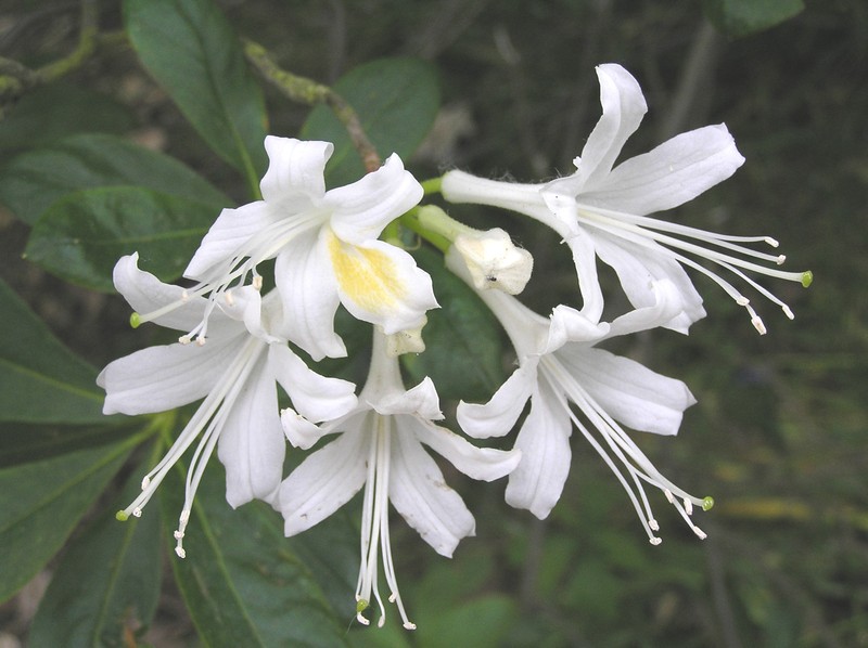 Alabama Azalea photo 6