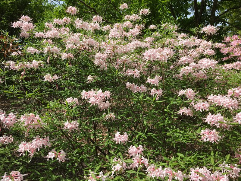 Alabama Azalea photo 7