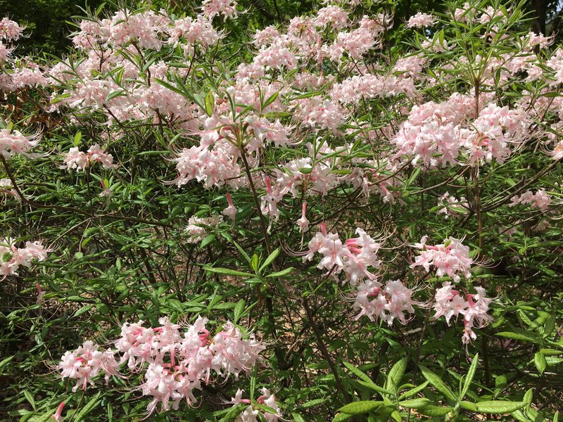 Alabama Azalea photo 8