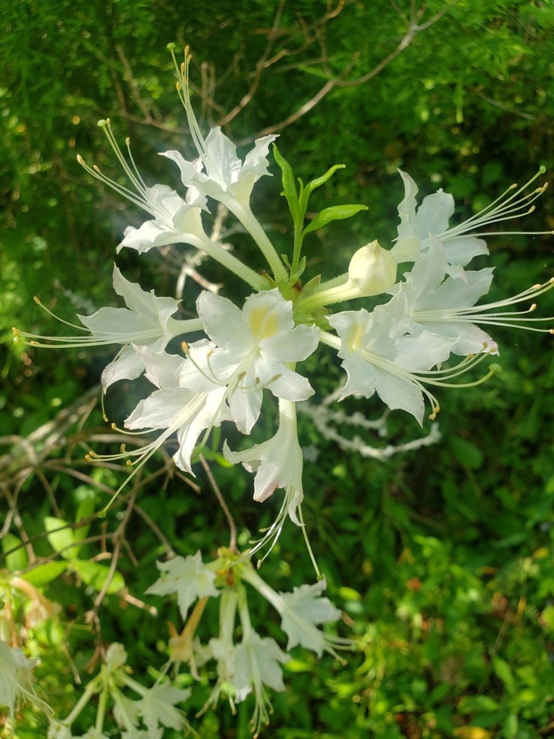 Alabama Azalea