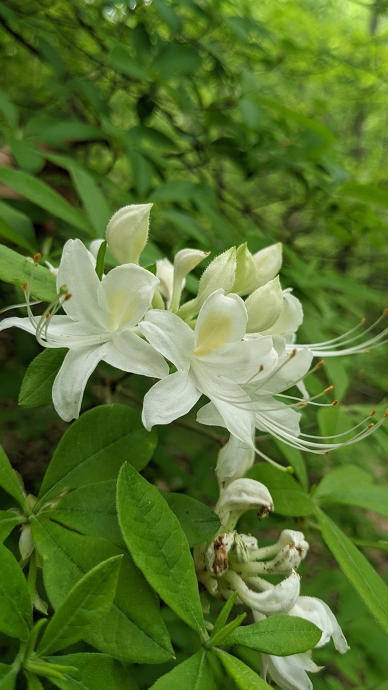 Alabama Azalea photo 2