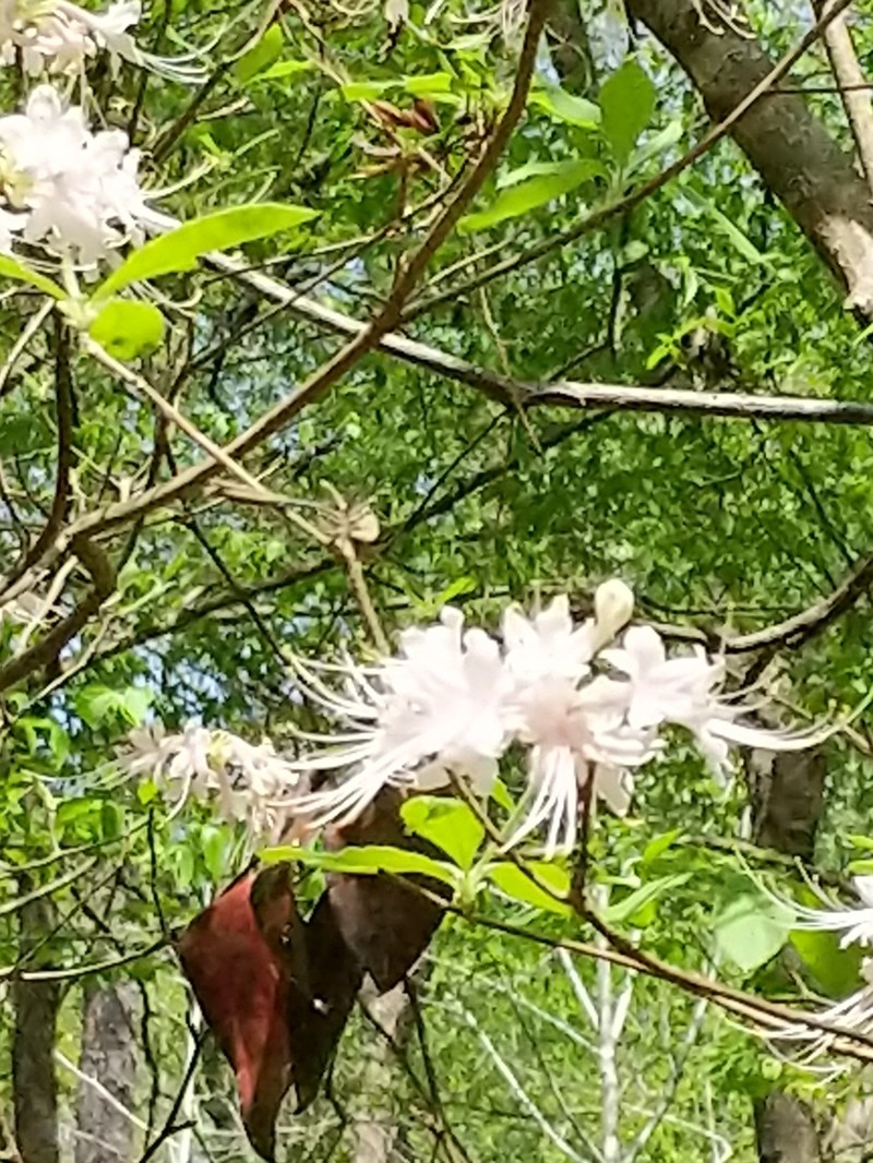 Alabama Azalea photo 3