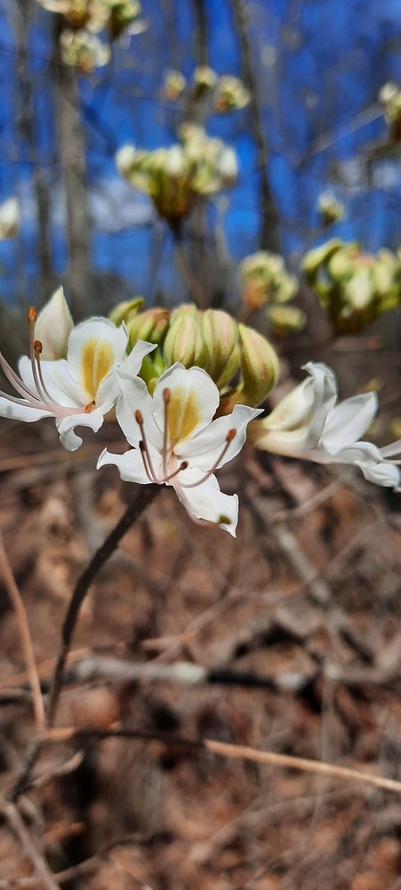 Alabama Azalea photo 4