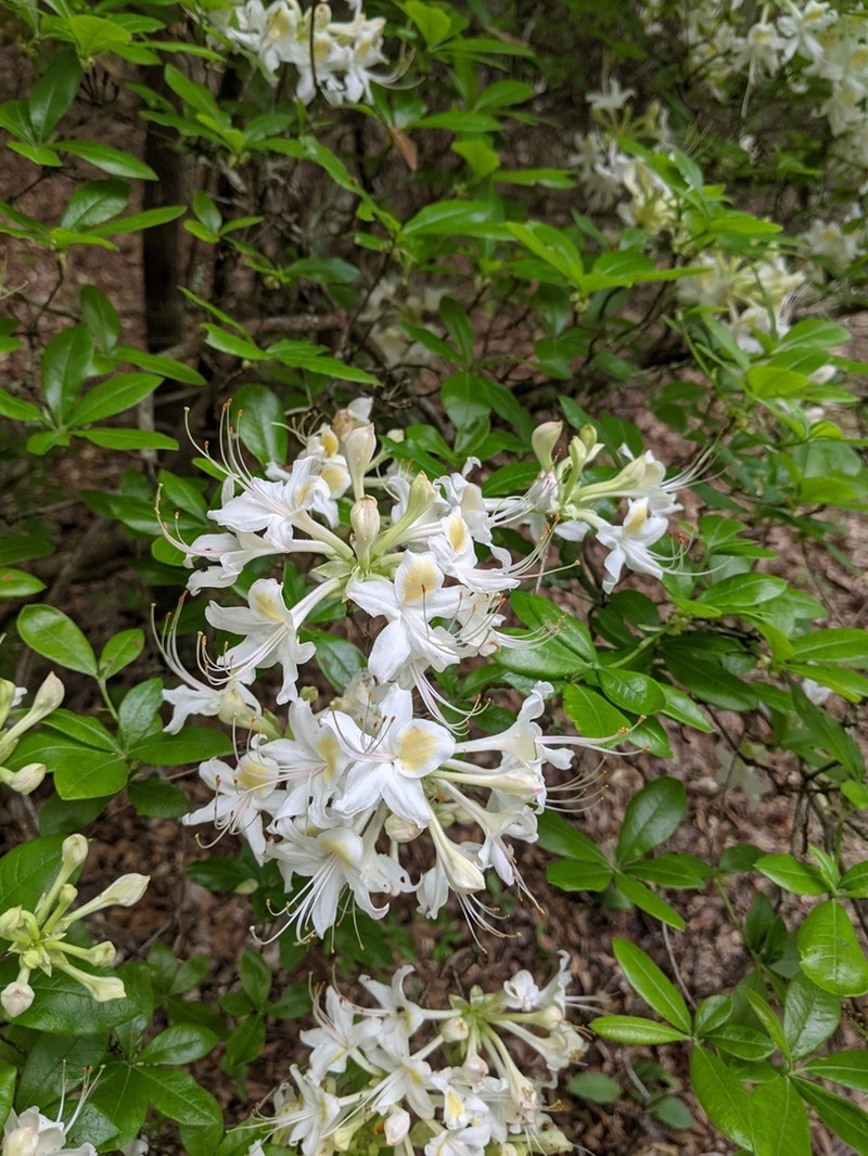 Alabama Azalea photo 5