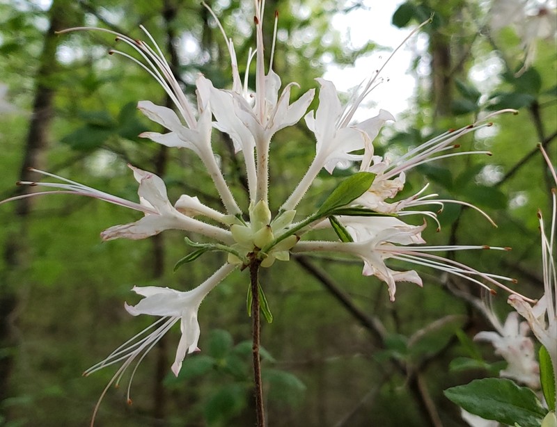 Alabama Azalea photo 6