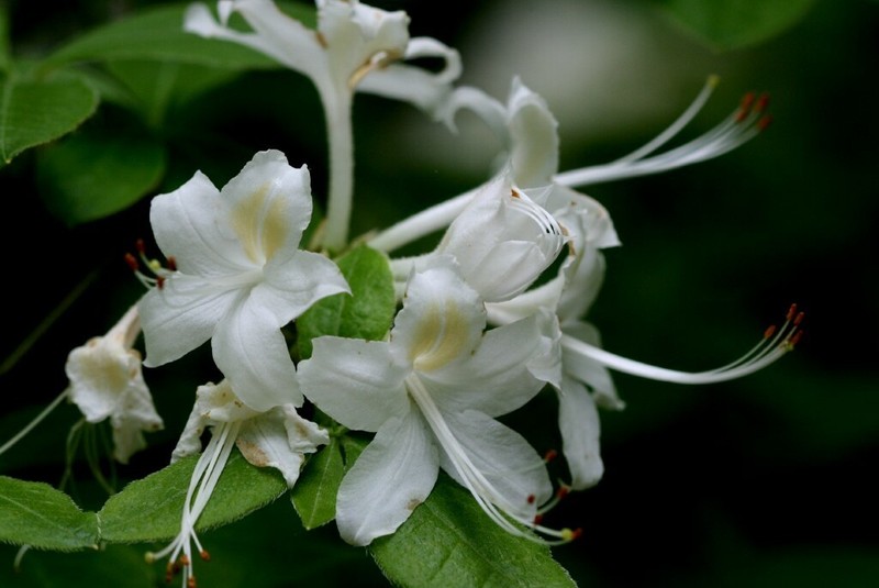 Alabama Azalea photo 7