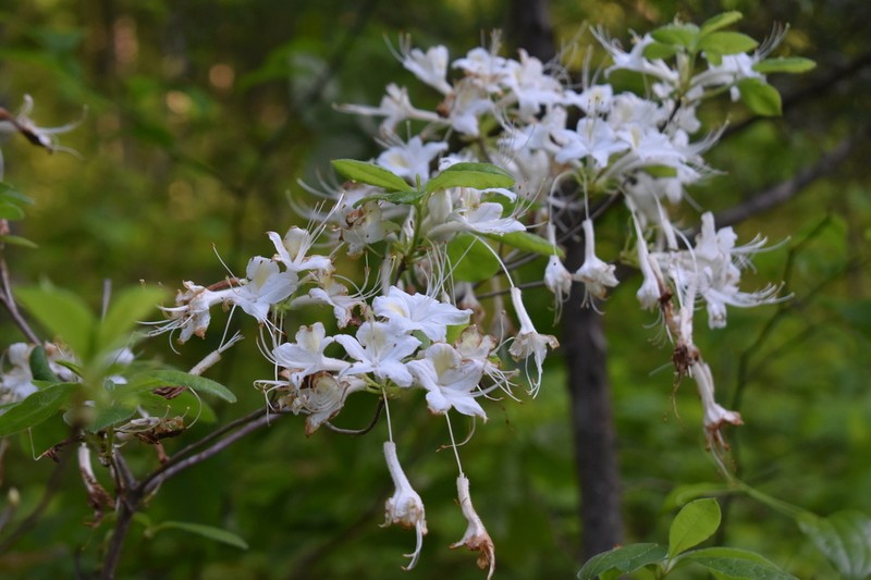 Alabama Azalea photo 8