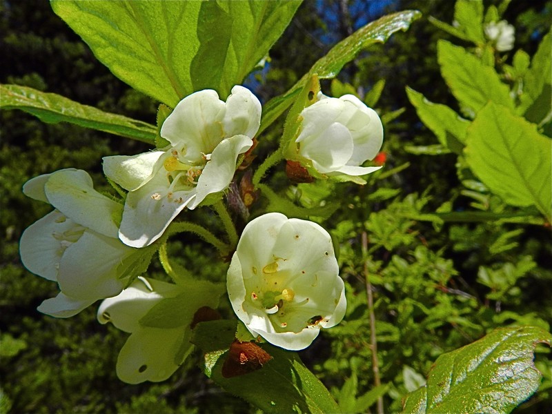 Cascade Azalea photo 5