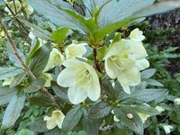 Cascade Azalea
