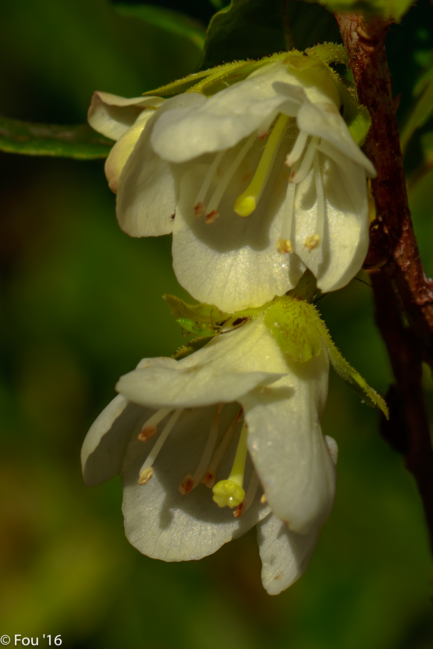 Cascade Azalea photo 6