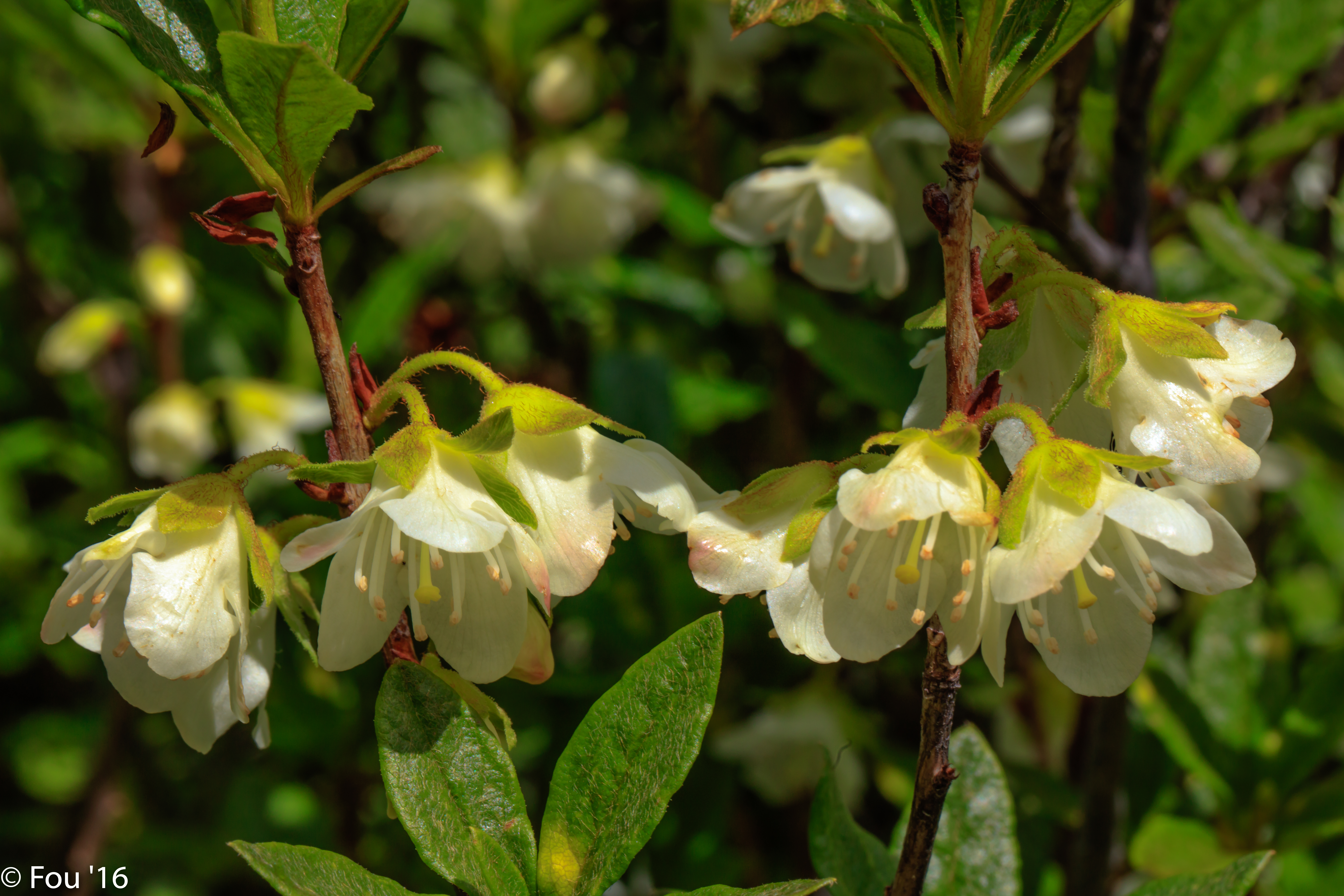 Cascade Azalea photo 7