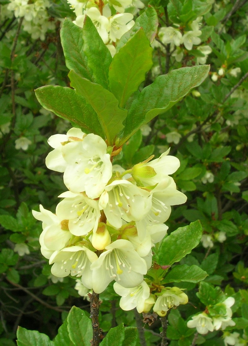 Cascade Azalea photo 2