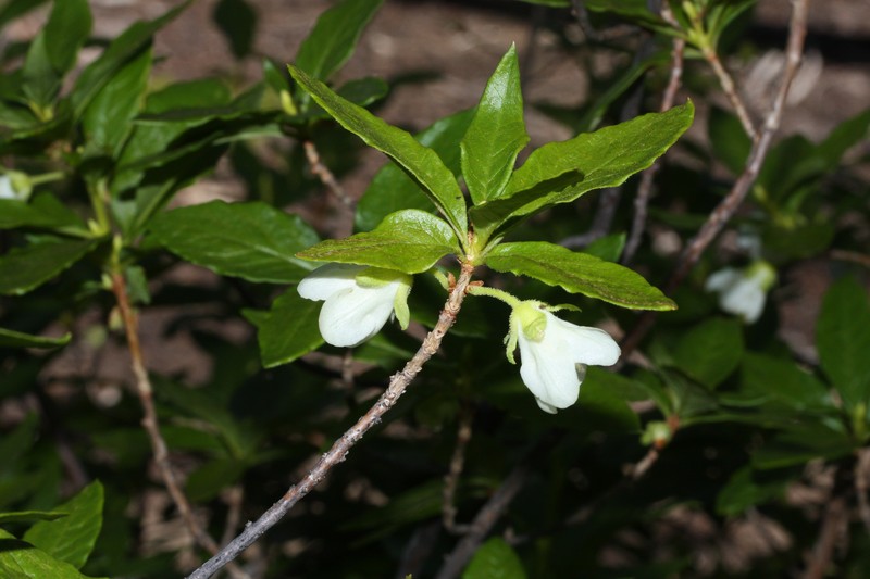 Cascade Azalea photo 3