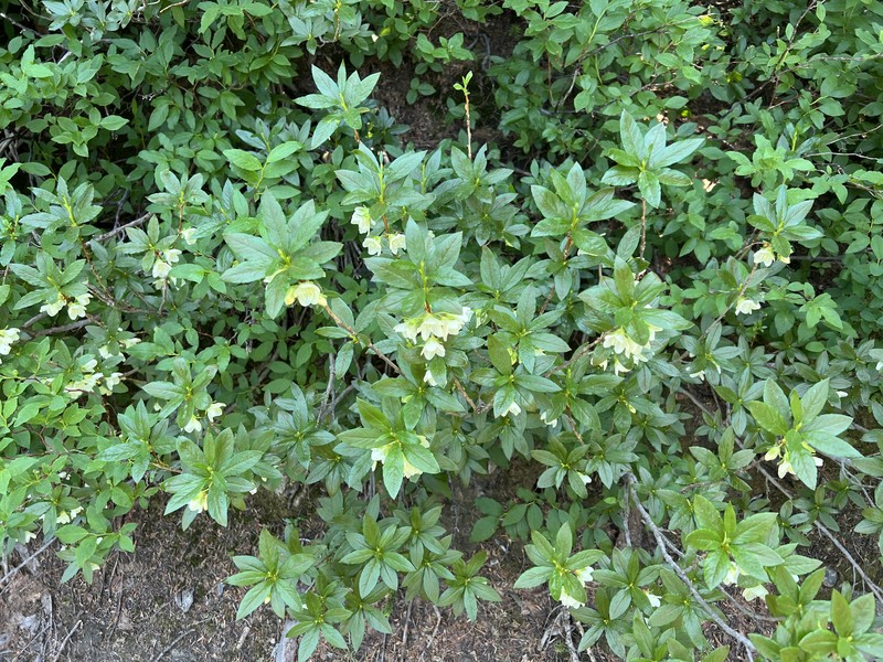 Cascade Azalea photo 4