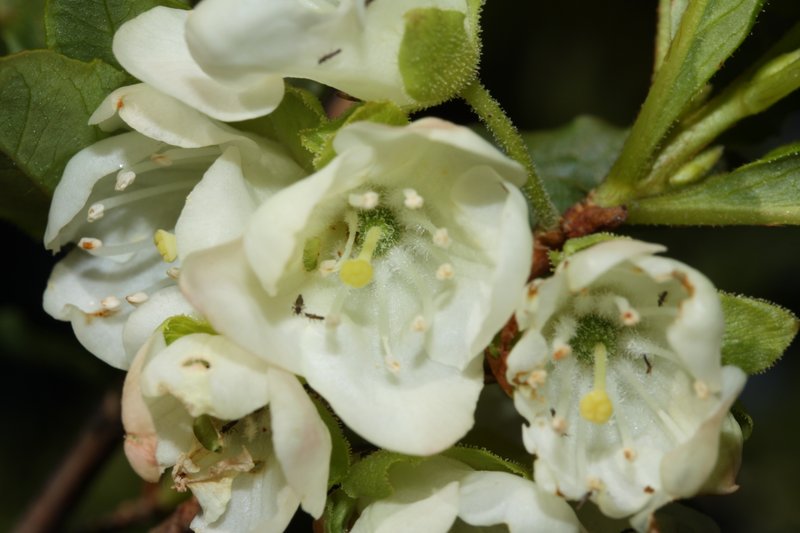 Cascade Azalea photo 8