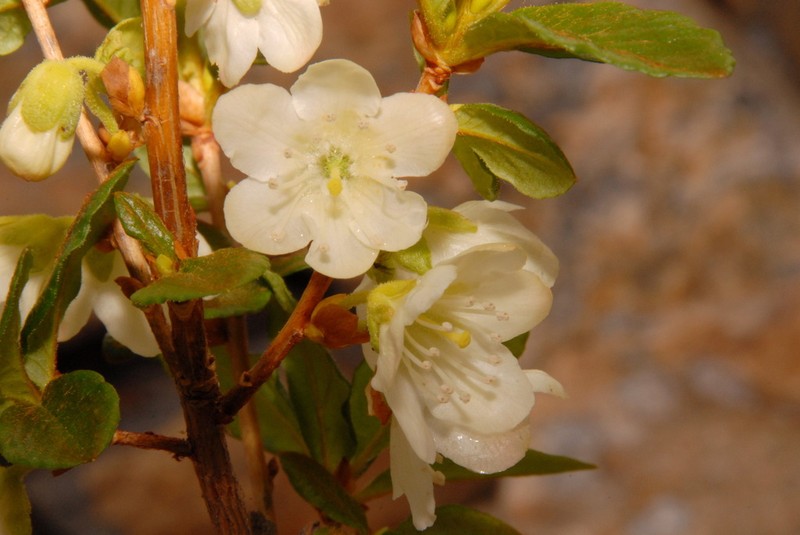 Cascade Azalea photo 4