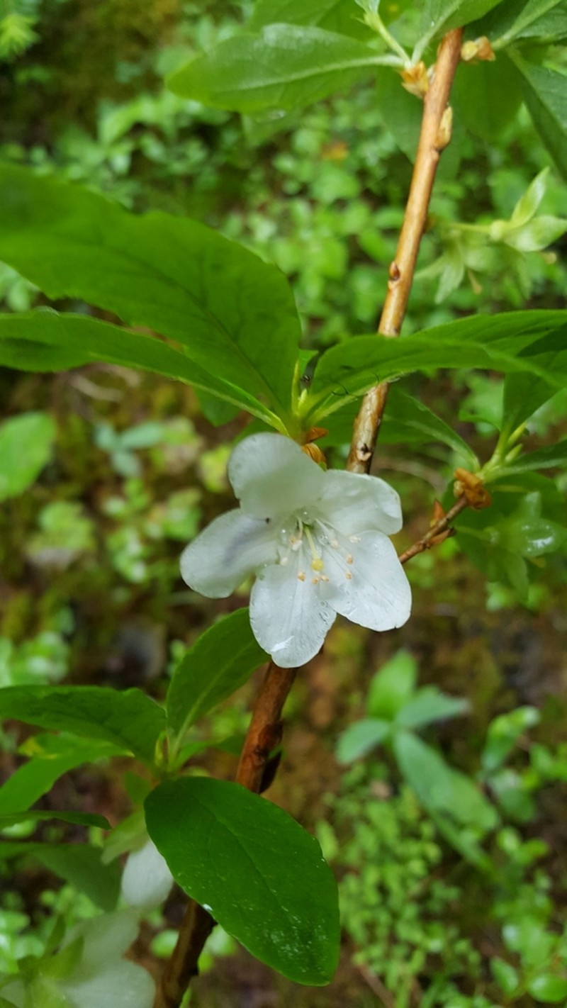Cascade Azalea photo 6