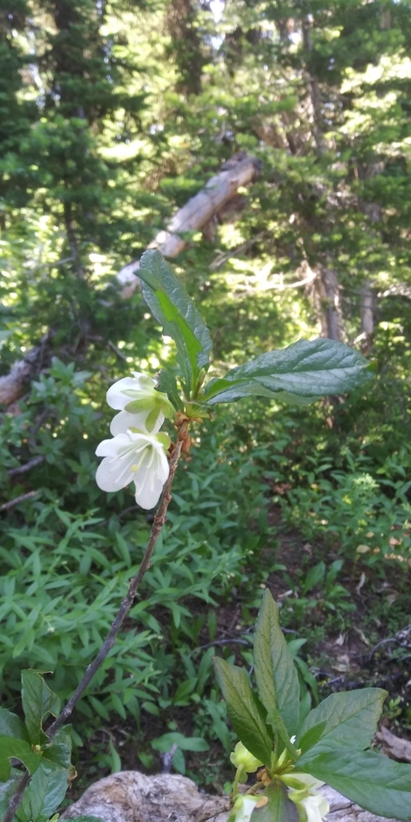 Cascade Azalea photo 7