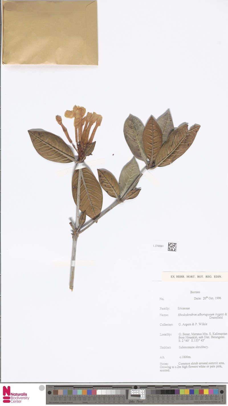 Rhododendron alborugosum photo 2