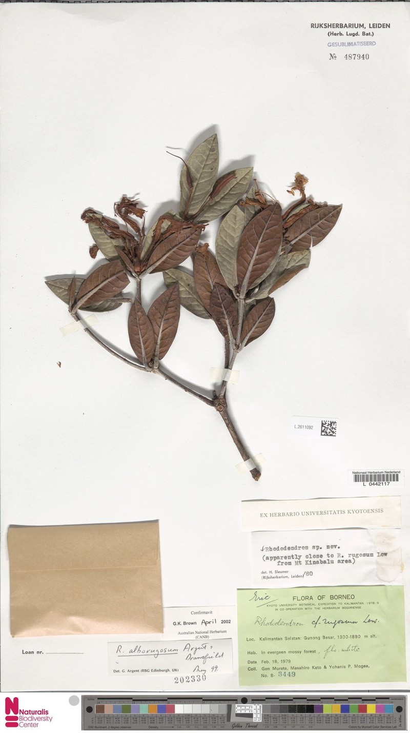 Rhododendron alborugosum photo 3