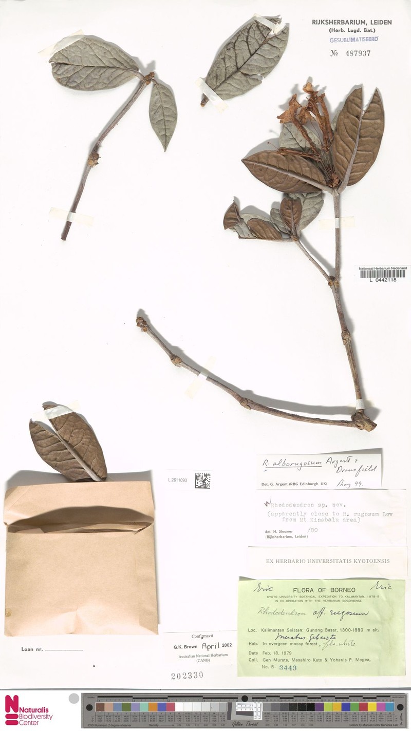 Rhododendron alborugosum photo 4
