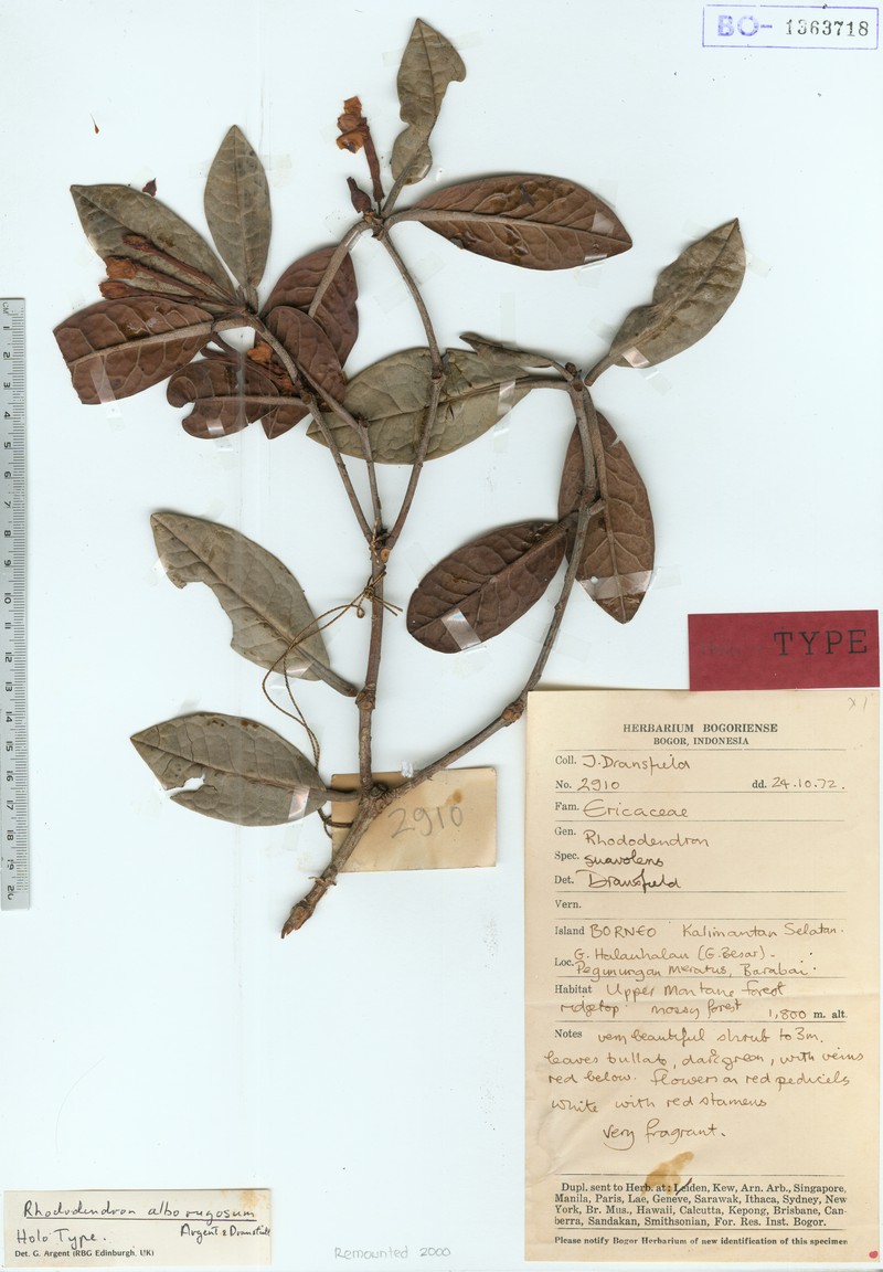 Rhododendron alborugosum photo 5