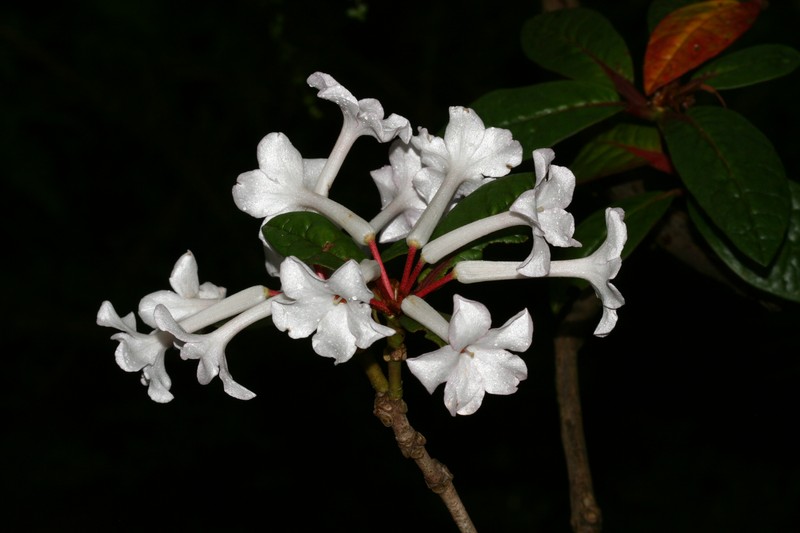 Rhododendron alborugosum