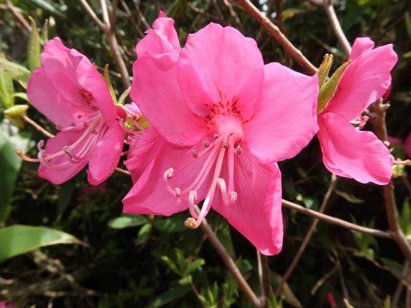 Rhododendron albrechtii