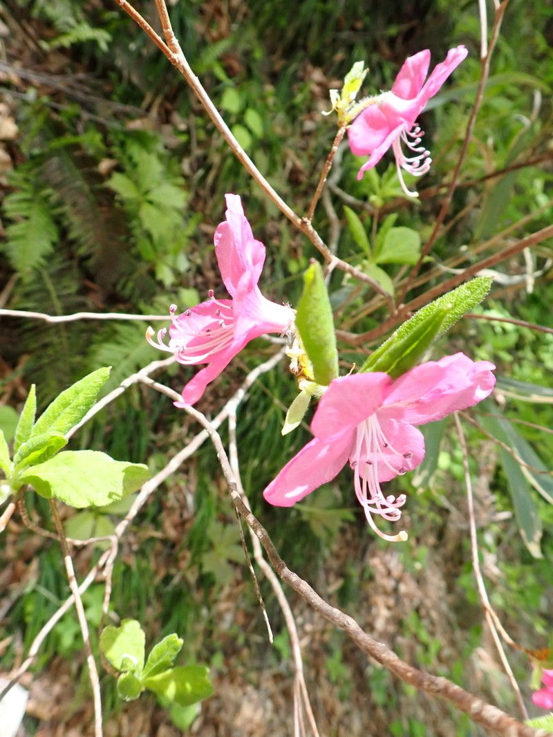 Rhododendron albrechtii photo 2