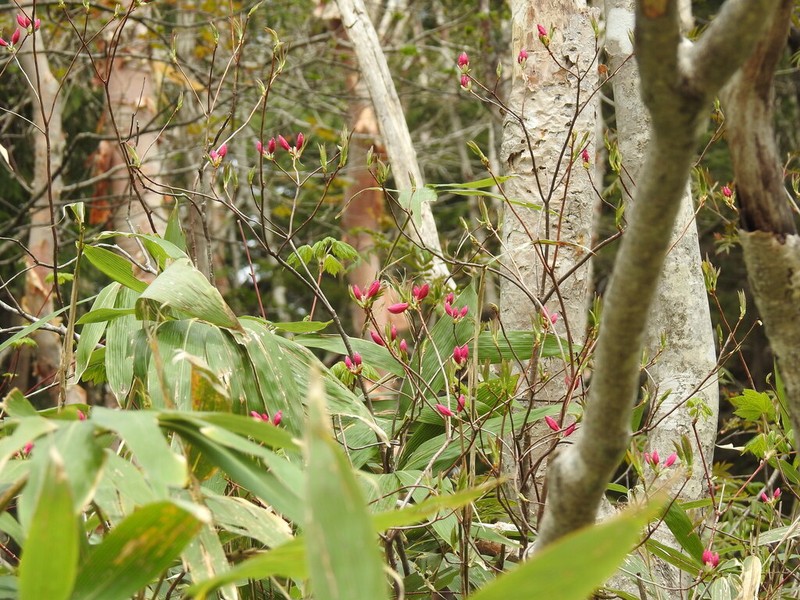 Rhododendron albrechtii photo 3