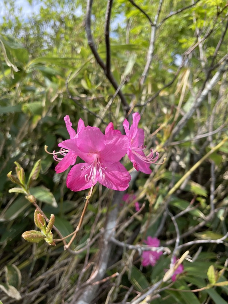 Rhododendron albrechtii photo 4