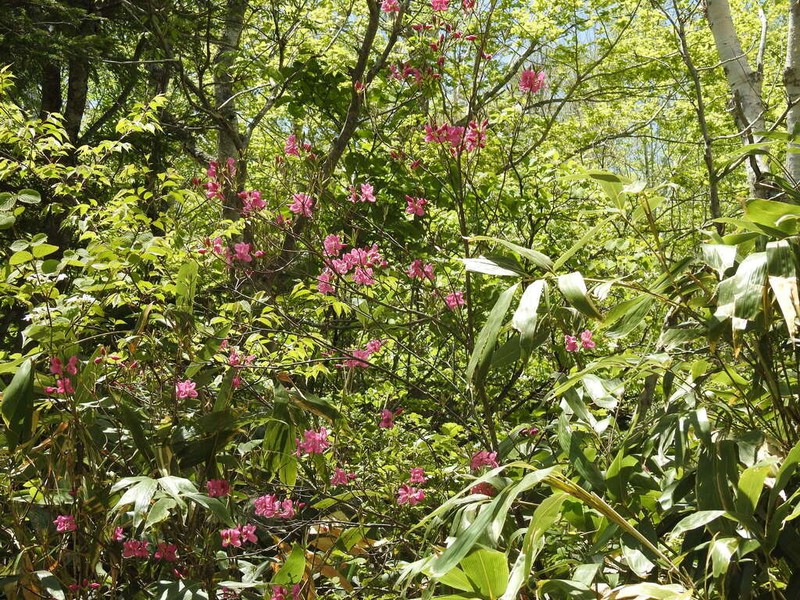 Rhododendron albrechtii photo 5