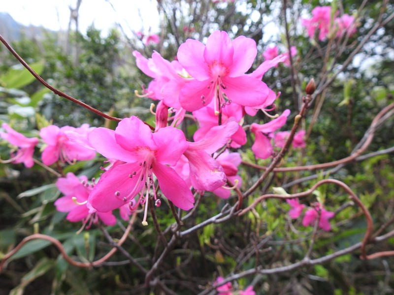 Rhododendron albrechtii photo 6