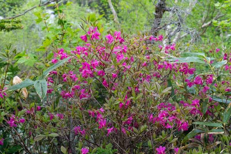 Rhododendron albrechtii photo 7